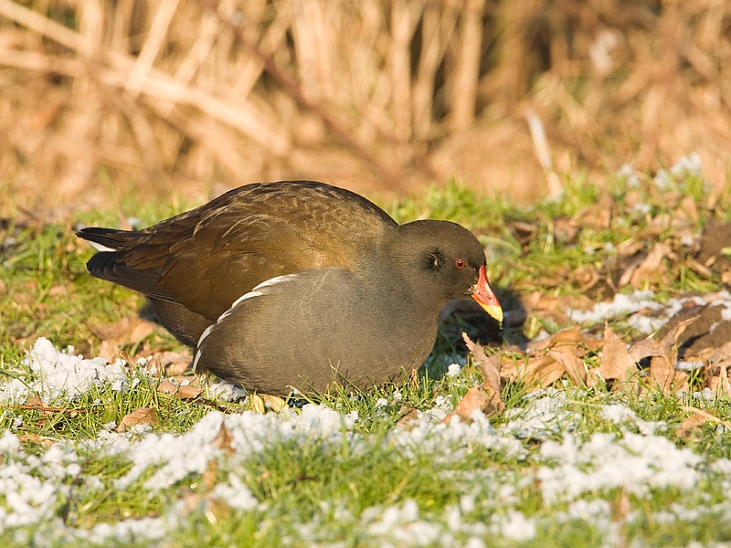 Gallinula chloropus Waterhoen Moorhen